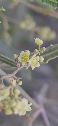 Searsia erosa — photo