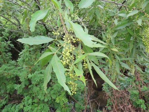 Searsia gerrardii (River currant) — photo