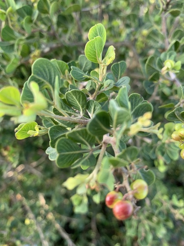 Searsia glauca — photo
