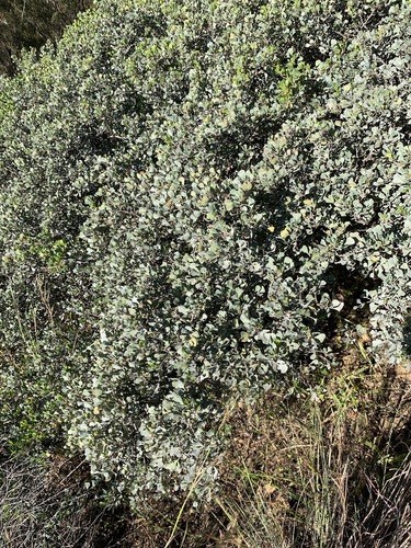 Searsia glauca — photo