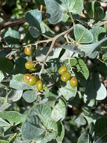 Searsia glauca