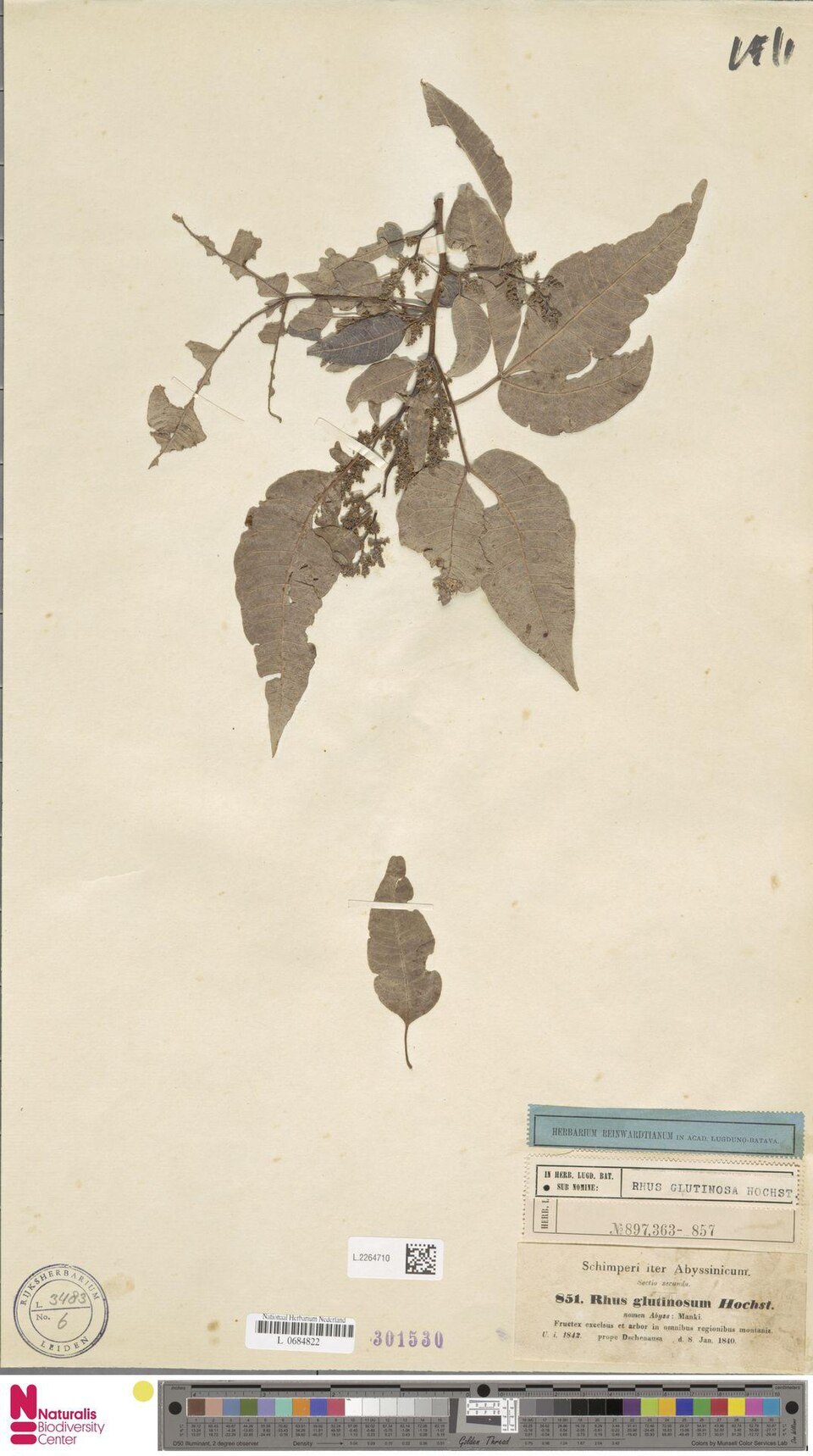 Searsia glutinosa — photo