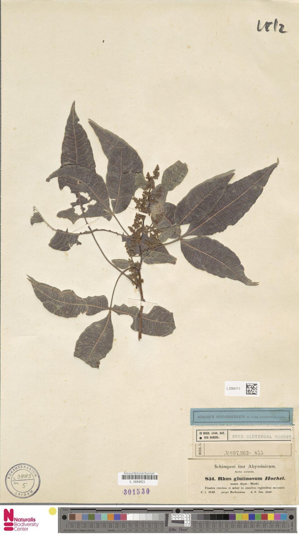 Searsia glutinosa