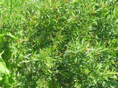 Searsia grandidens (Sharp-toothed currant) — photo