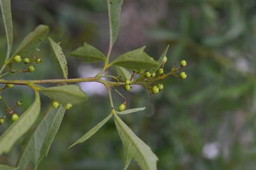 Searsia grandidens (Sharp-toothed currant) — photo