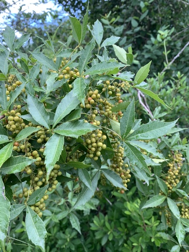 Searsia grandidens
