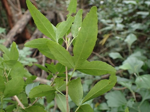 Searsia gueinzii (Thorny taaibos) — photo