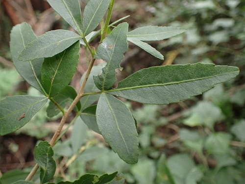 Searsia gueinzii (Thorny taaibos) — photo
