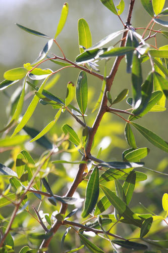 Searsia gueinzii