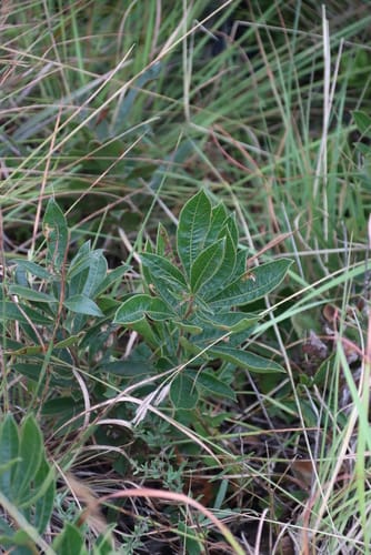 Searsia harveyi (Harvey's currant) — photo
