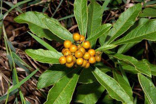 Searsia harveyi