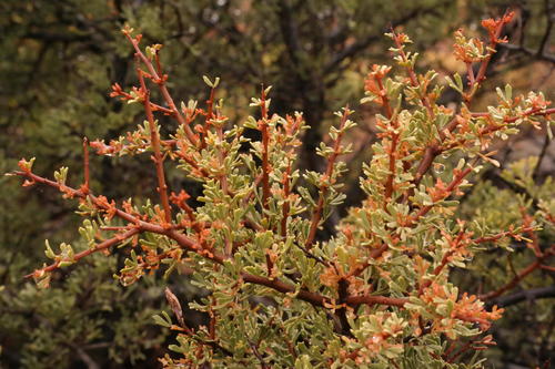 Searsia horrida