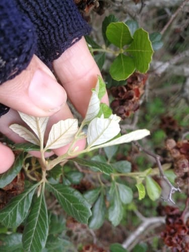 Searsia incisa var. effusa
