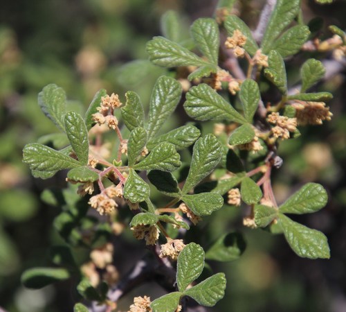 Searsia incisa var. effusa (Rub-rub currant) — photo