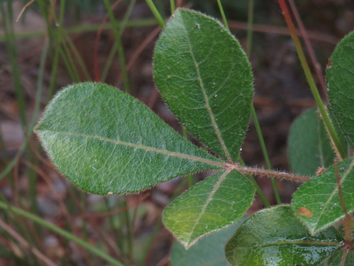 Searsia laevigata (White karee) — photo