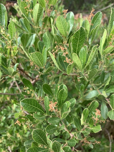Searsia laevigata (White karee) — photo