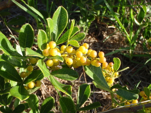 Searsia laevigata
