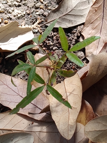 Searsia lancea (Willow rhus) — photo