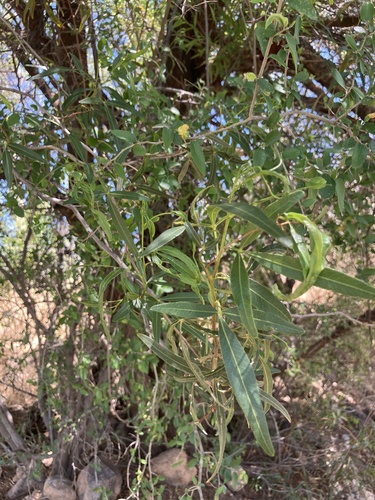 Searsia lancea (Willow rhus) — photo