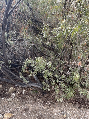Searsia lancea