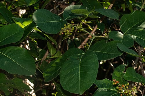 Searsia longipes (Large-leaved rhus) — photo