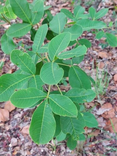 Searsia longipes