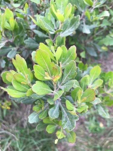 Searsia lucida (Glossy currant) — photo
