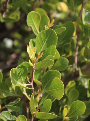 Searsia lucida