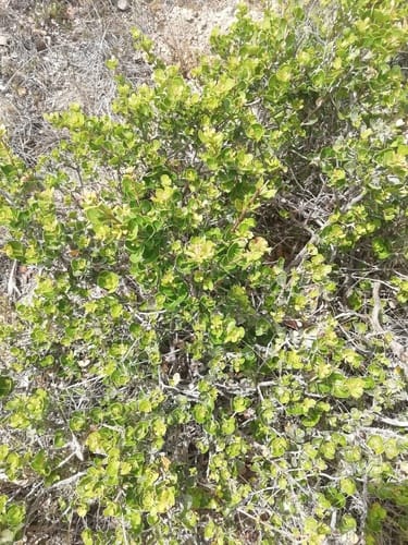 Searsia lucida (Glossy currant) — photo