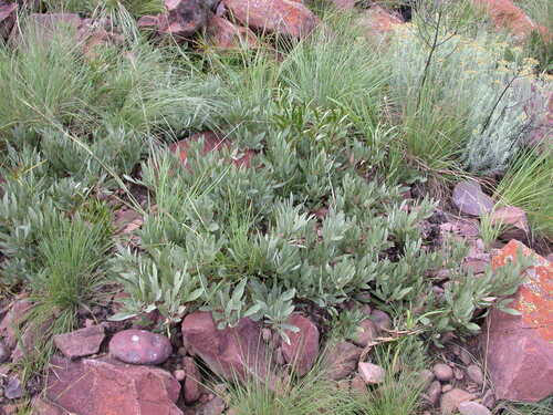 Searsia magalismontana — photo