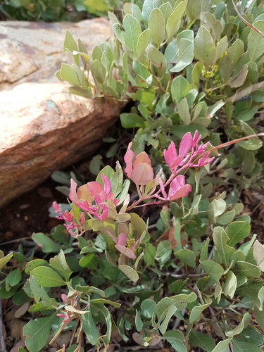 Searsia magalismontana subsp. coddii