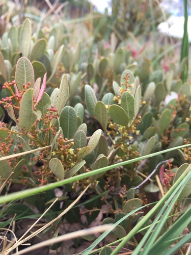 Searsia magalismontana subsp. trifoliolata (Sour taaibos) — photo