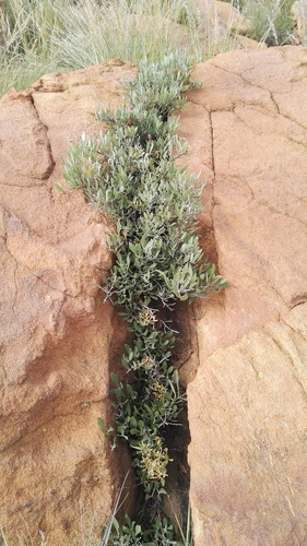 Searsia magalismontana subsp. trifoliolata (Sour taaibos) — photo