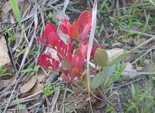 Searsia magalismontana