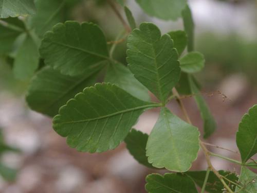 Searsia marlothii