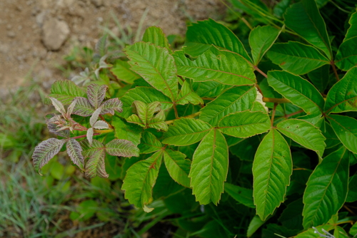 Searsia montana