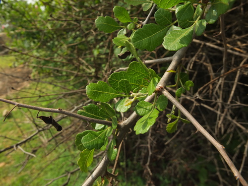 Searsia mysorensis (Mysore sumac) — photo