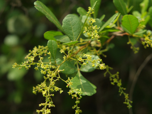 Searsia mysorensis (Mysore sumac) — photo