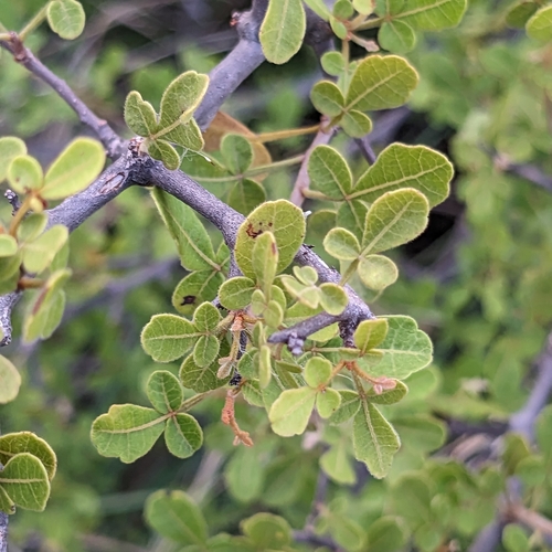 Searsia mysorensis