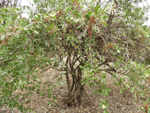 Searsia natalensis (Natal rhus) — photo