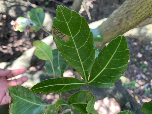 Searsia natalensis (Natal rhus) — photo