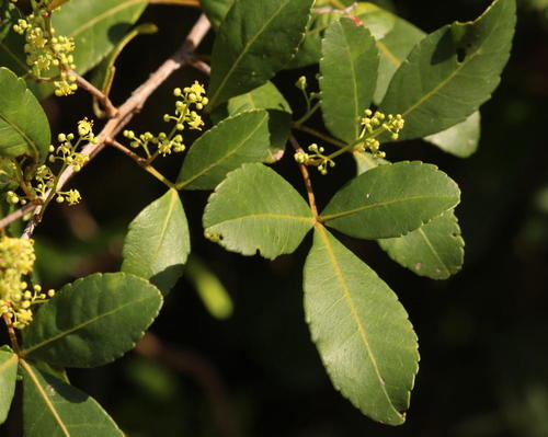 Searsia natalensis