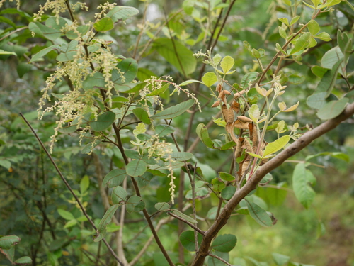 Searsia parviflora (Sumac) — photo