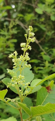 Searsia parviflora