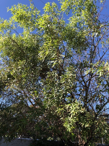 Searsia pendulina (White karee) — photo