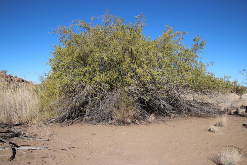 Searsia pendulina (White karee) — photo