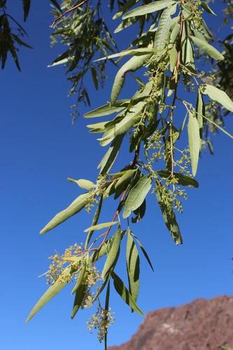 Searsia pendulina