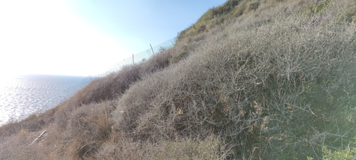 Searsia pentaphylla (Tizra) — photo