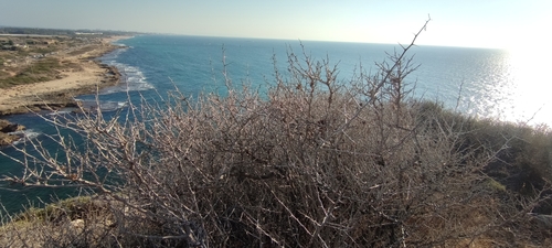 Searsia pentaphylla