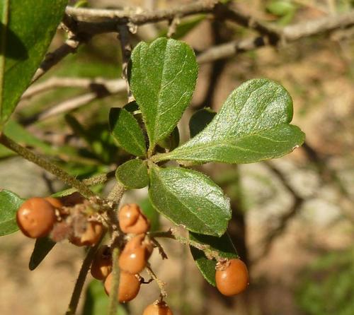 Searsia pentheri (Common crow-berry) — photo